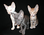 cornish rex kittens Cornelian