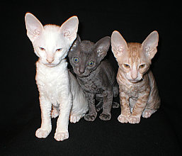 cornish rex kittens  Cornelian