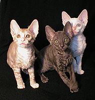 Cornish Rex kittens Cornelian