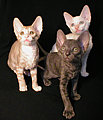 Cornish Rex kittens Cornelian