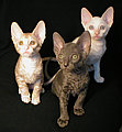 Cornish Rex kittens Cornelian