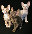 Cornish Rex kittens Cornelian