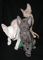 Cornish Rex kittens Cornelian