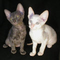 Cornish Rex kittens Cornelian