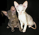 Cornish Rex kittens Cornelian
