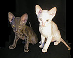 Cornish Rex kittens Cornelian