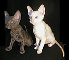 Cornish Rex kittens Cornelian