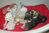 F,G,H Cornelian cornish rex kittens