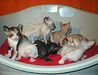 Cornish Rex Cornelian