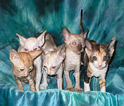 Cornish Rex kittens Cornelian