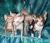 Cornish Rex kittens Cornelian