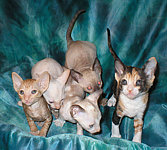 Cornish Rex kittens Cornelian