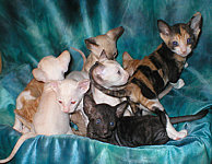 Cornish Rex kittens Cornelian