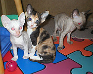 Cornish Rex kittens Cornelian