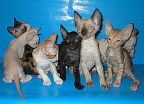 Cornish Rex kittens Cornelian