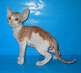 Garfield Cornelian