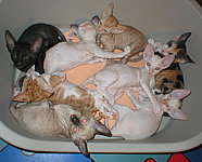 Cornish Rex kittens Cornelian