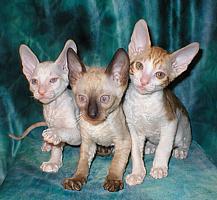 Cornish Rex kittens Cornelian