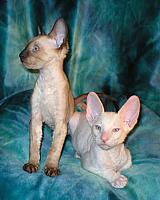 Cornish Rex kittens Cornelian