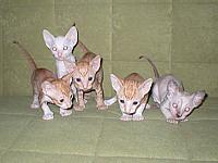 Cornish Re Kittens I* Cornelian