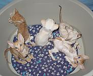 Cornish Reх Kittens I* Cornelian