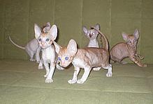 Cornish Reх Kittens I* Cornelian