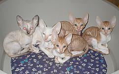 Cornish Reх Kittens I* Cornelian