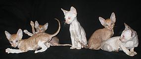 Cornish Reх Kittens I* Cornelian