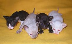 Cornish Reх Kittens J* K* Cornelian