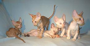 Cornelian cornish rex kittens