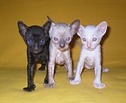 Cornelian cornish rex kittens litter K