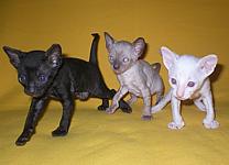 Cornelian cornish rex kittens litter K