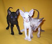 Cornish rex kittens Cornelian