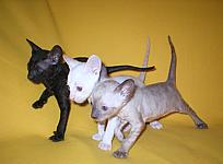 Cornish rex kittens Cornelian