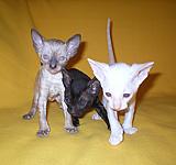 Cornish rex kittens Cornelian