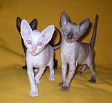 Cornish rex kittens Cornelian