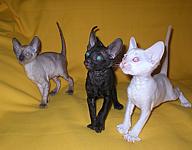 Cornish rex kittens Cornelian