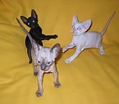 Cornish rex kittens Cornelian