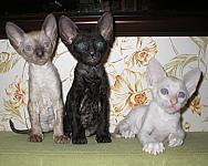 Cornish rex kittens Cornelian