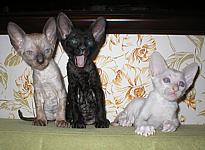 Cornish rex kittens Cornelian