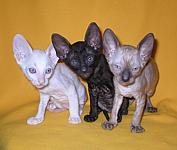 Cornish rex kittens Cornelian