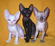 Cornish rex kittens Cornelian