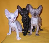 Cornish rex kittens Cornelian