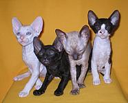 Cornish rex kittens Cornelian