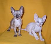 Cornish rex kittens Cornelian