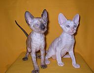 Cornish rex kittens Cornelian