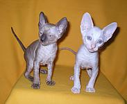 Cornish rex kittens Cornelian