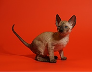 Xavier Cornelian
