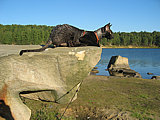 Brian Cornelian Cornish Rex Cat