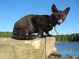 Brian Cornelian Cornish Rex Cat